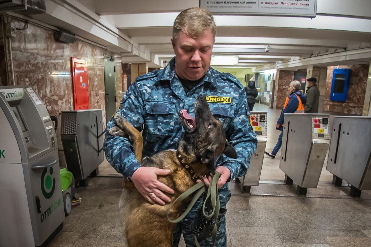 Фото В метрополитене Новосибирска рассказали, каких пассажиров проверяет пёс Амур 7