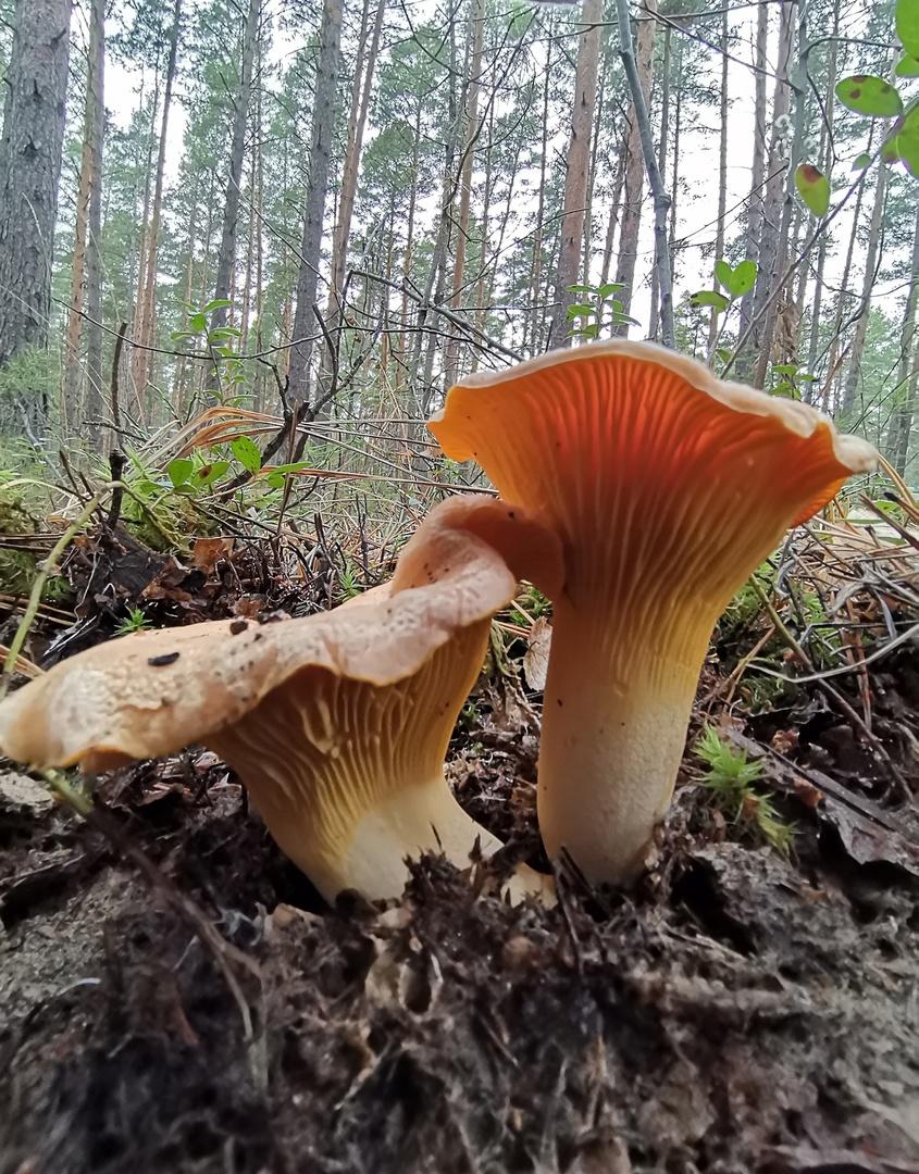 Фото В Новосибирской области завершился грибной сезон 2022 года 4