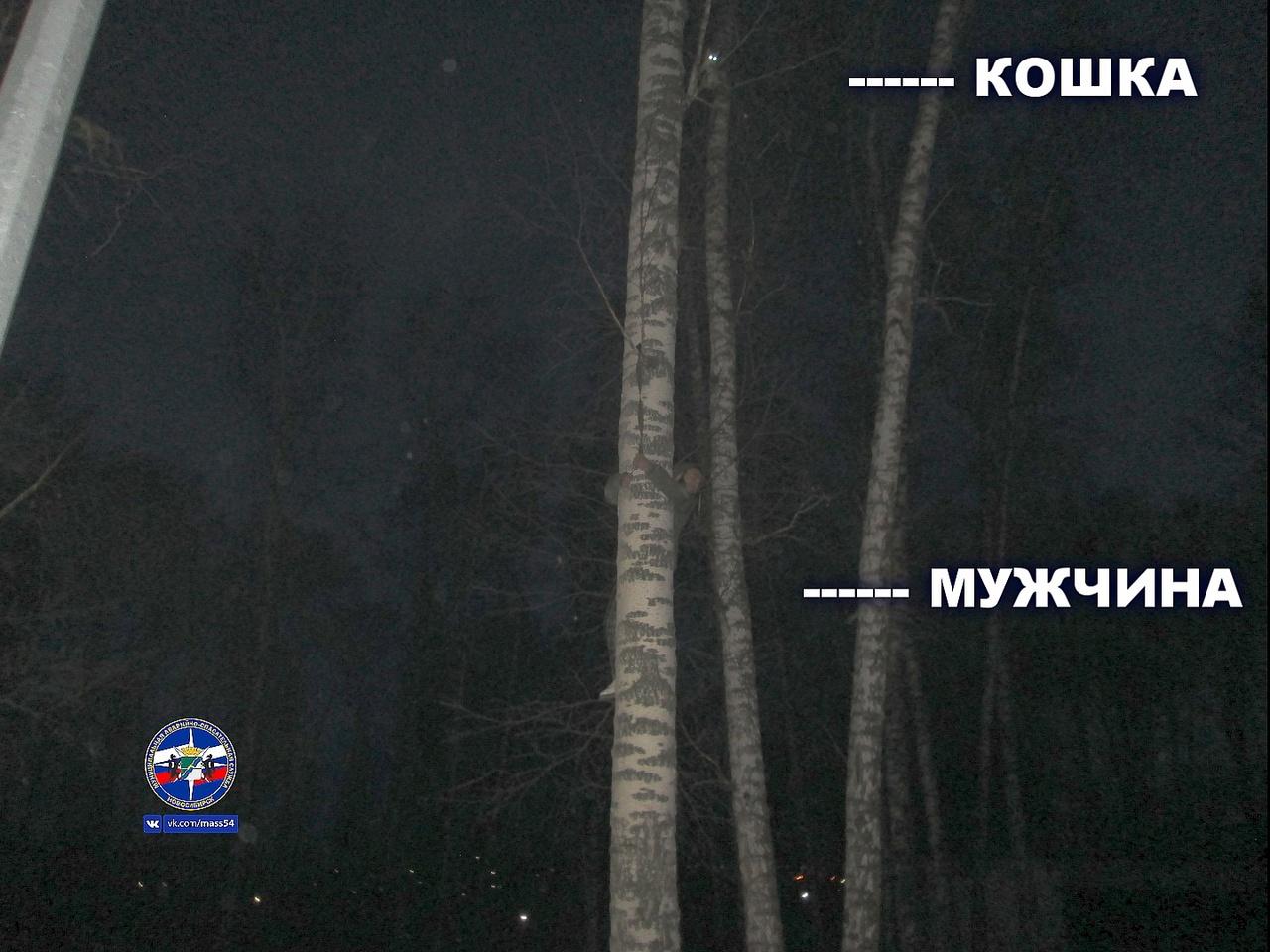 Фото В Новосибирске мужчина застрял на дереве при попытке спасти кошку 3
