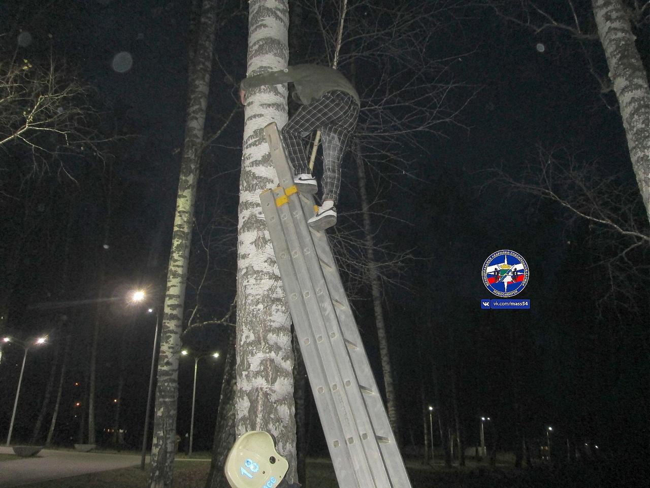 Фото В Новосибирске мужчина застрял на дереве при попытке спасти кошку 2