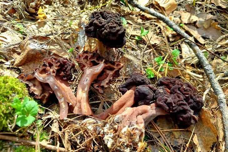Фото Самые необычные грибы, найденные новосибирцами в 2023 году — один из них неизвестен науке 2