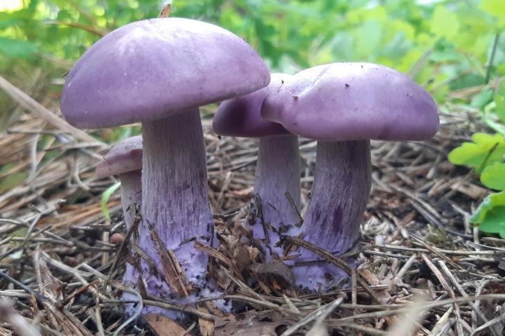 Фото Самые необычные грибы, найденные новосибирцами в 2023 году — один из них неизвестен науке 7