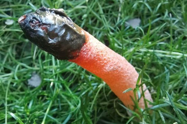 Фото Самые необычные грибы, найденные новосибирцами в 2023 году — один из них неизвестен науке 5