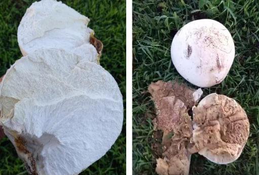 Фото Самые необычные грибы, найденные новосибирцами в 2023 году — один из них неизвестен науке 3