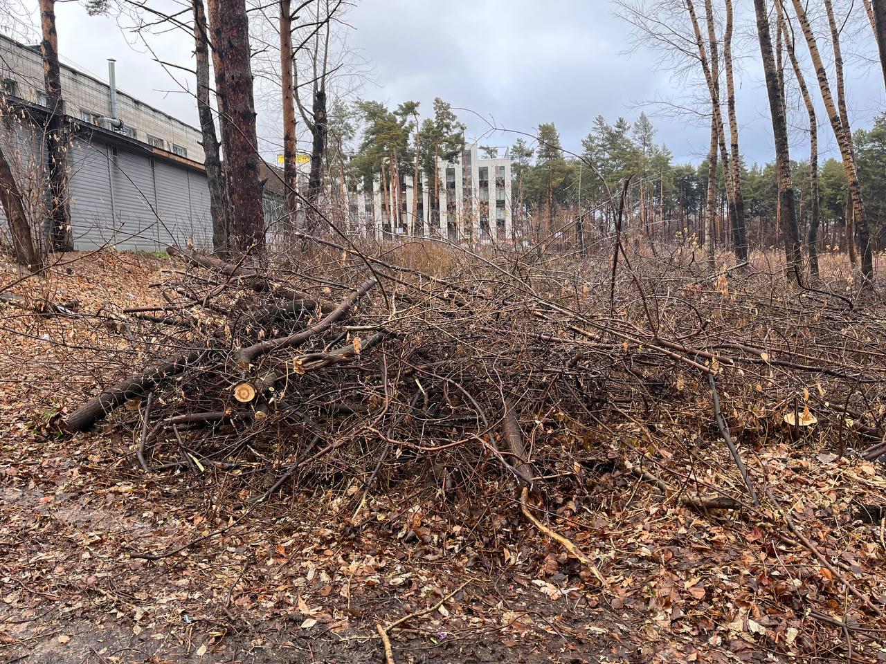 Фото В Заельцовском районе Новосибирска по просьбе жителей на улице Новой очистят территорию от аварийных деревьев 2 - Сиб.ФМ Фото В Заельцовском районе Новосибирска по просьбе жителей на улице Новой очистят территорию от аварийных деревьев 2