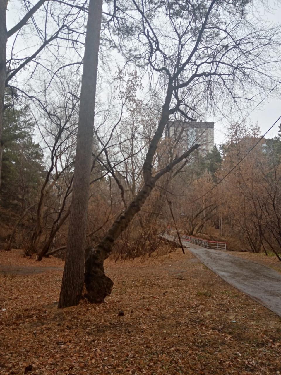 Фото В Заельцовском районе Новосибирска по просьбе жителей на улице Новой очистят территорию от аварийных деревьев 3 - Сиб.ФМ Фото В Заельцовском районе Новосибирска по просьбе жителей на улице Новой очистят территорию от аварийных деревьев 3