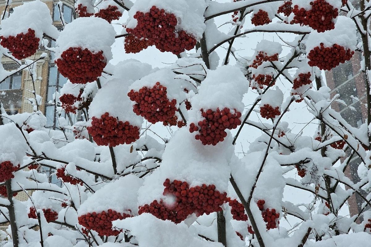 Фото Мощный снегопад накрыл Новосибирск 9 октября. Онлайн с улиц города в сугробах 4 - Сиб.ФМ Фото Мощный снегопад накрыл Новосибирск 9 октября. Онлайн с улиц города в сугробах 4