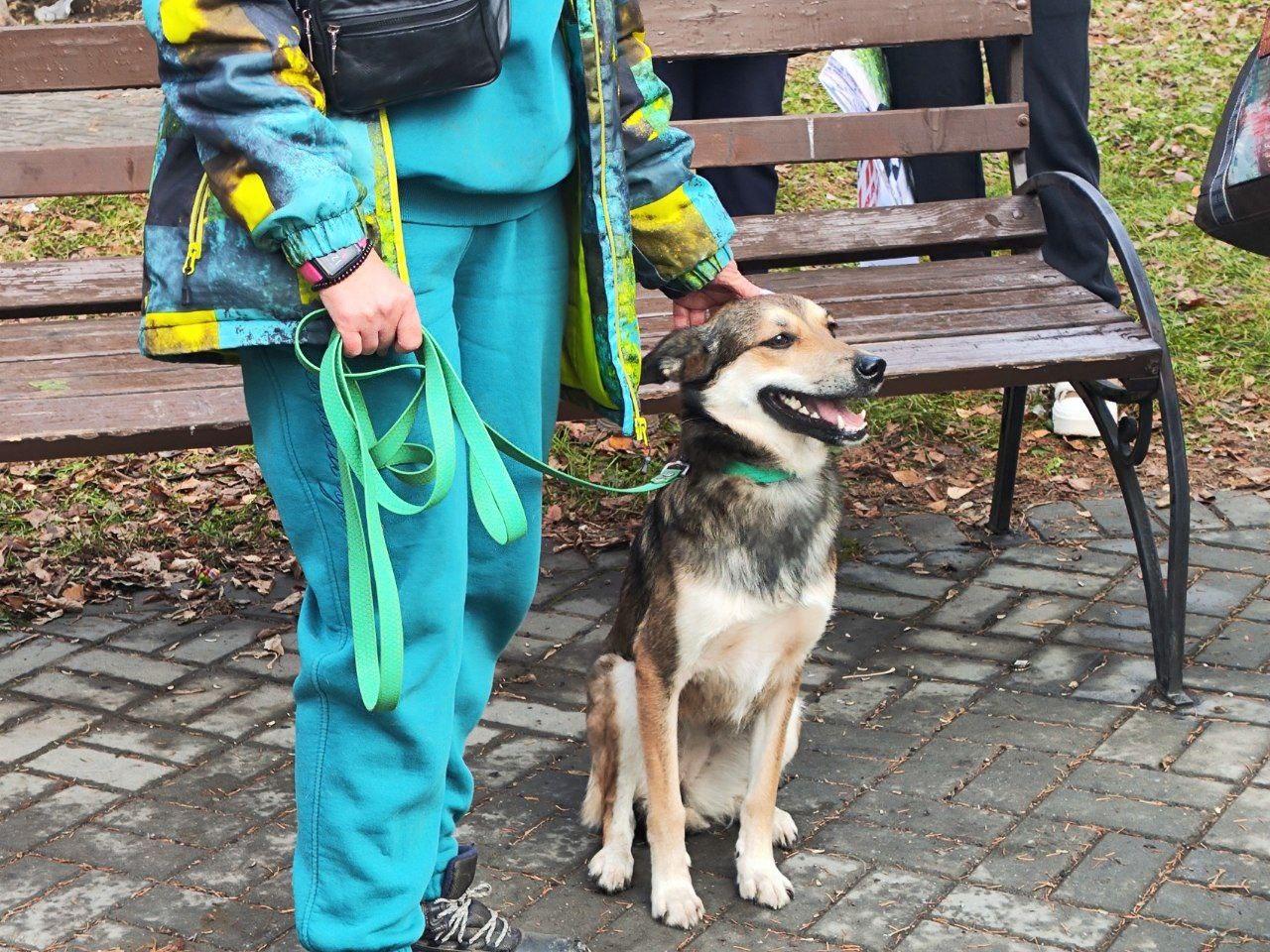 Фото Более 8000 новосибирцев выступили против принятия закона об умерщвлении бездомных животных 3