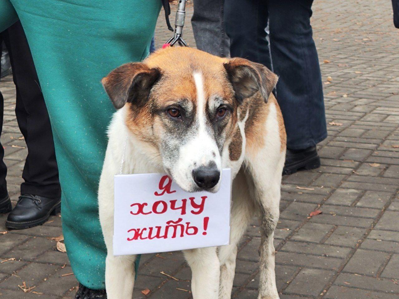 Фото Более 8000 новосибирцев выступили против принятия закона об умерщвлении бездомных животных 4