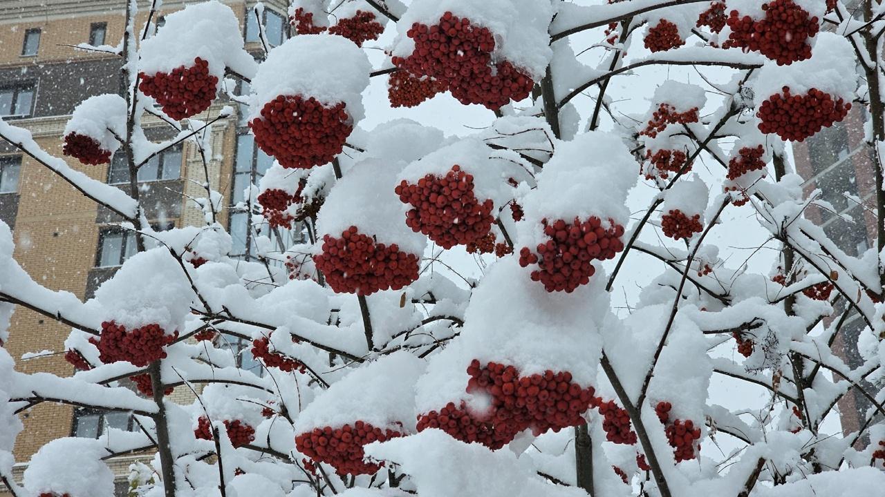 Фото Опубликованы кадры Новосибирска в сугробах 9 октября 9 - Сиб.ФМ Фото Опубликованы кадры Новосибирска в сугробах 9 октября 9