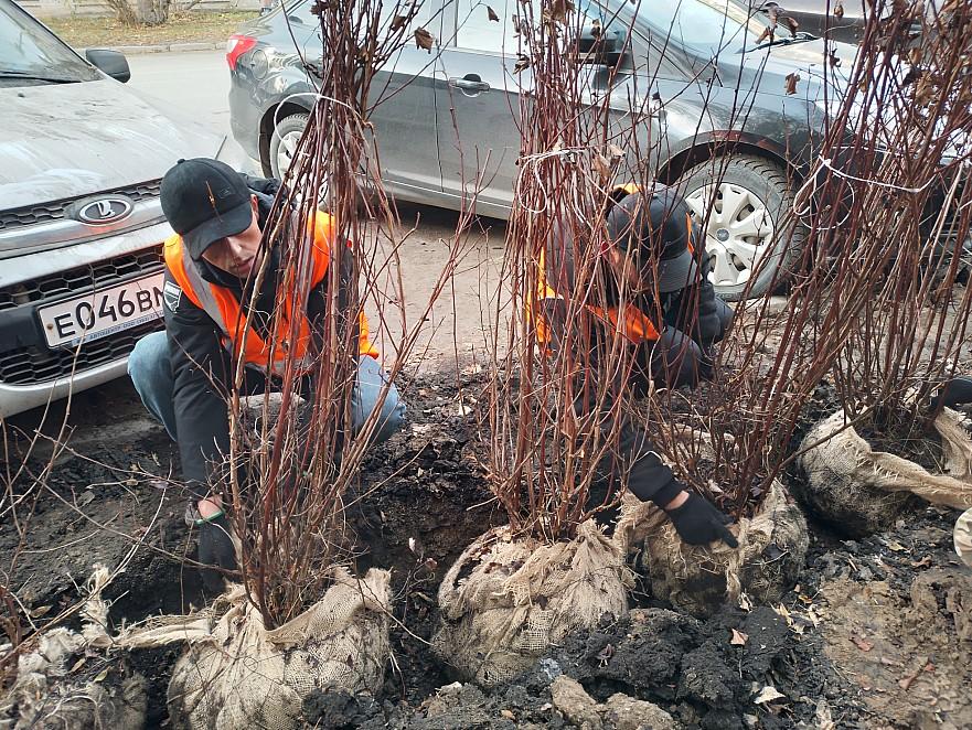 Фото Зеленая защита улиц 5 - Сиб.ФМ Фото Зеленая защита улиц 5