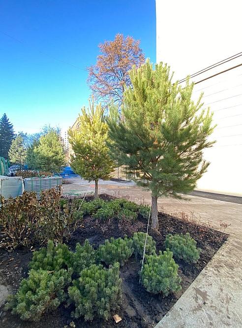 Фото В Новосибирске обустроили новую зелёную зону на площади Лыщинского 5