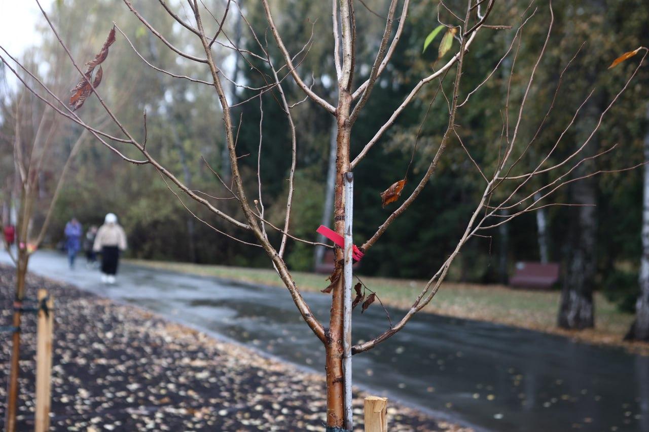 Фото В Советском районе Новосибирска завершают высадку более 1100 деревьев и кустарников 3 - Сиб.ФМ Фото В Советском районе Новосибирска завершают высадку более 1100 деревьев и кустарников 3