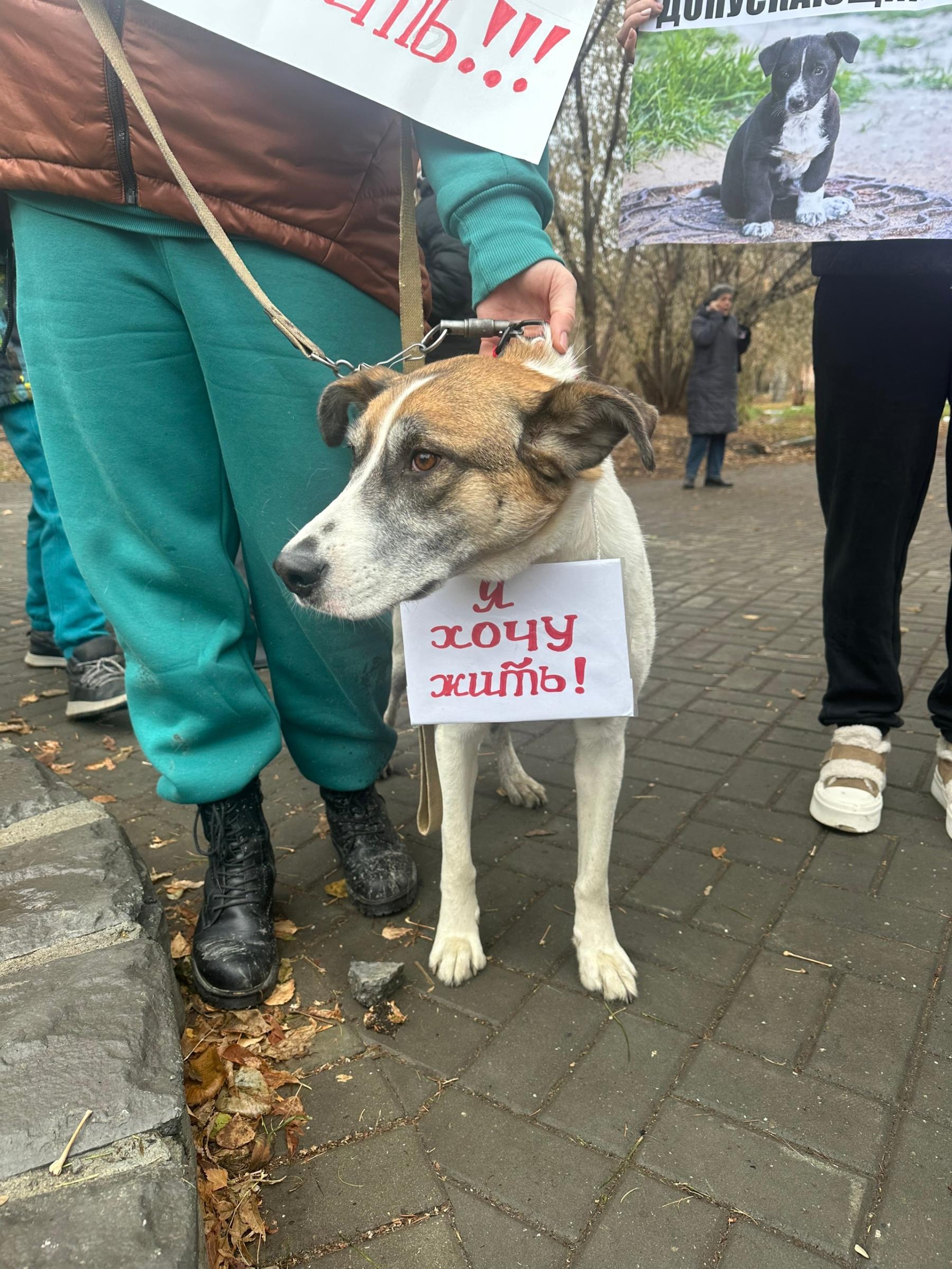 Фото Бессмысленная жестокость: в Новосибирске партия «Новые люди» раскритиковала закон об эвтаназии собак 3 - Сиб.ФМ Фото Бессмысленная жестокость: в Новосибирске партия «Новые люди» раскритиковала закон об эвтаназии собак 3