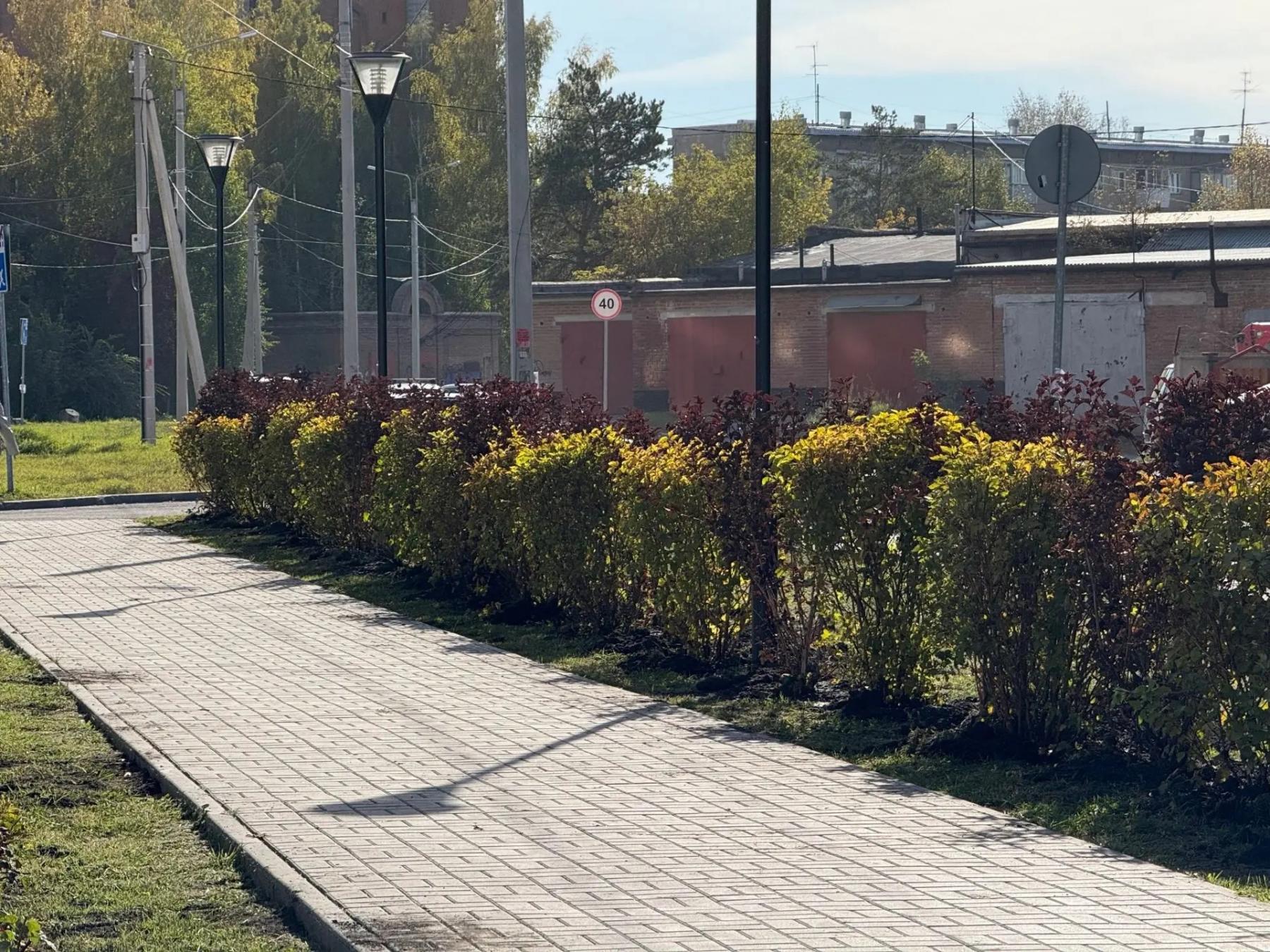 Фото В Искитиме расширили зеленые зоны: у мемориалов и в парках высадили новые деревья и кустарники 3
