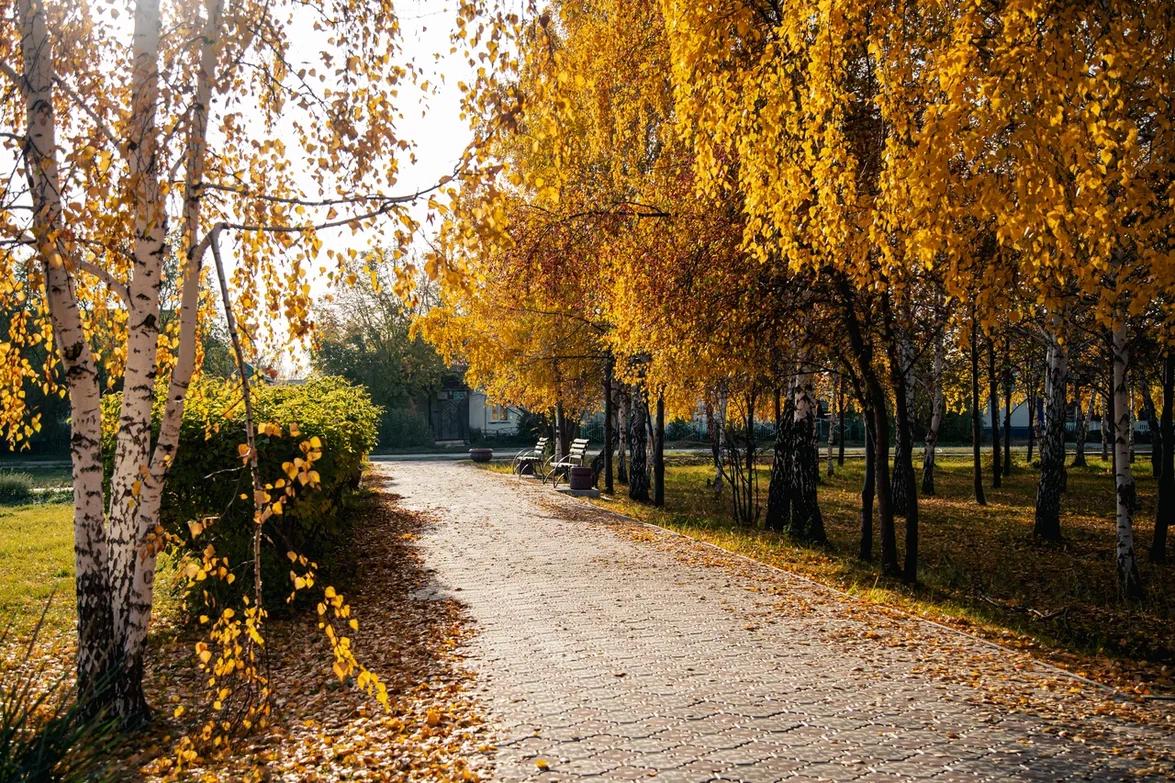 Фото Поймали мгновение: 10 фото золотой осени с улиц Новосибирска 4
