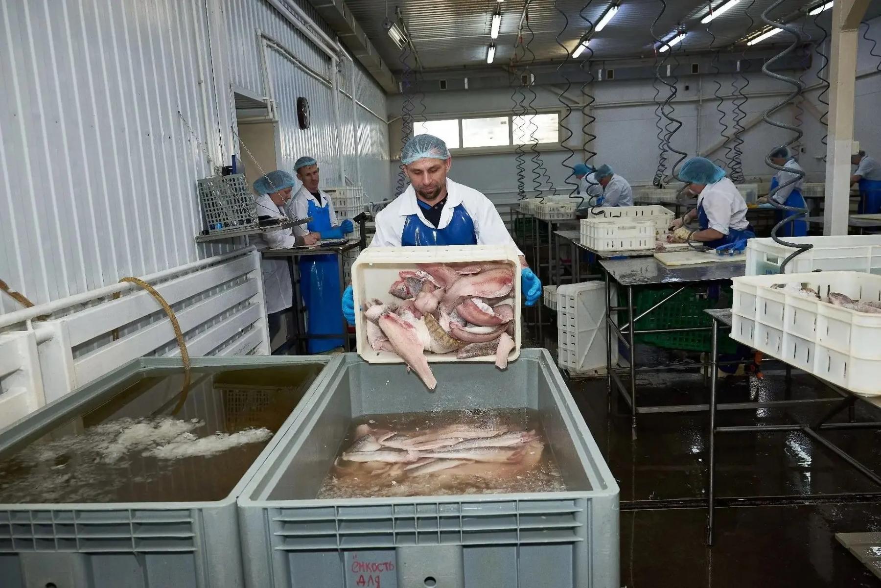 Фото Куйбышевский рыбзавод: курс на Китай, автоматизацию и бережливое производство 2 - Сиб.ФМ Фото Куйбышевский рыбзавод: курс на Китай, автоматизацию и бережливое производство 2