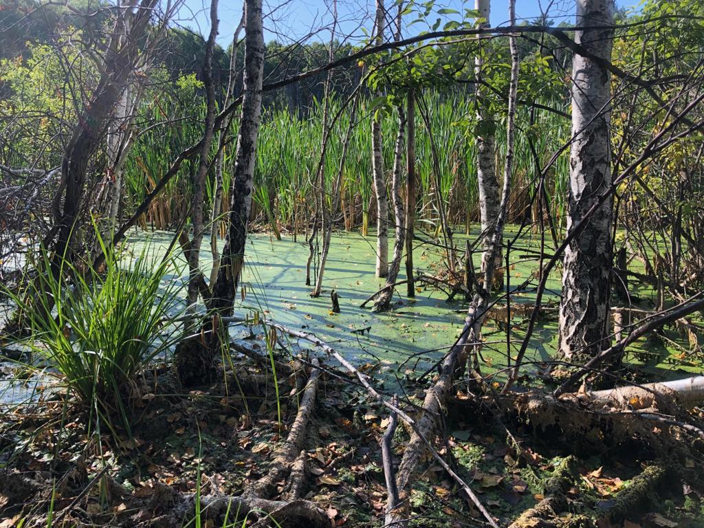 Form the lake. Неизвестные озера. Метеоритное озеро на Алтае. Озеро круглое Искитимский район. Караканский озера Алтай.