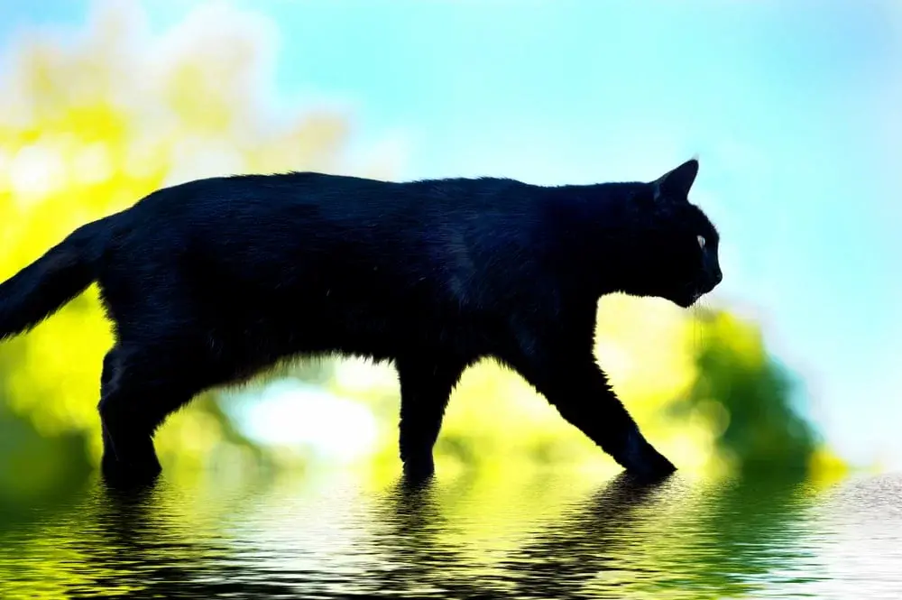 Что делать, если черная кошка перебежала дорогу: самая мрачная из примет -  sib.fm