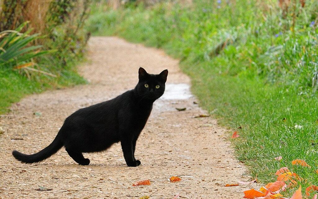 Что делать, если черная кошка перебежала дорогу: самая мрачная из примет |  Lifestyle | Селдон Новости