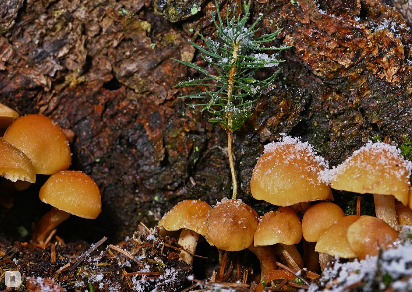 Фото Опята морозов не боятся: как долго можно собирать грибы при минусовых температурах