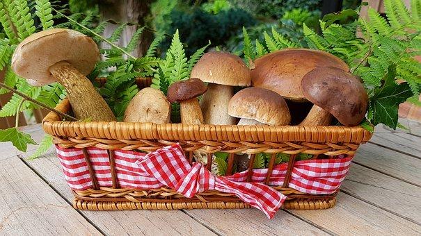 Фото Морозов не боятся: какие грибы можно собирать в лесу в сентябре 2022