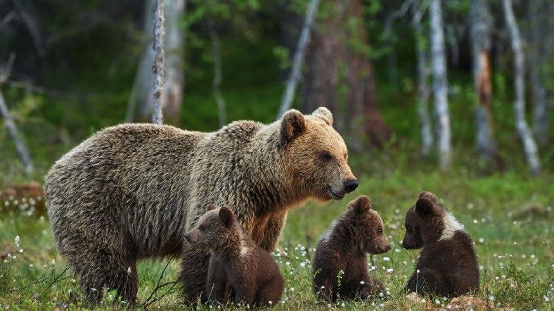 Фото Минприроды попросило жителей не кормить медвежат под Новосибирском 2