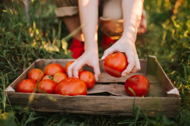 Фото Будут свежими до Нового года: как сохранить красные помидоры без консервации 2