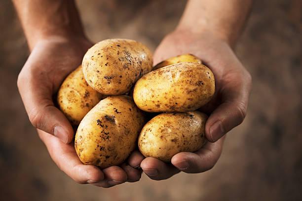 Фото Вот почему картофель гниёт в погребе – эту ошибку совершают все дачники 3
