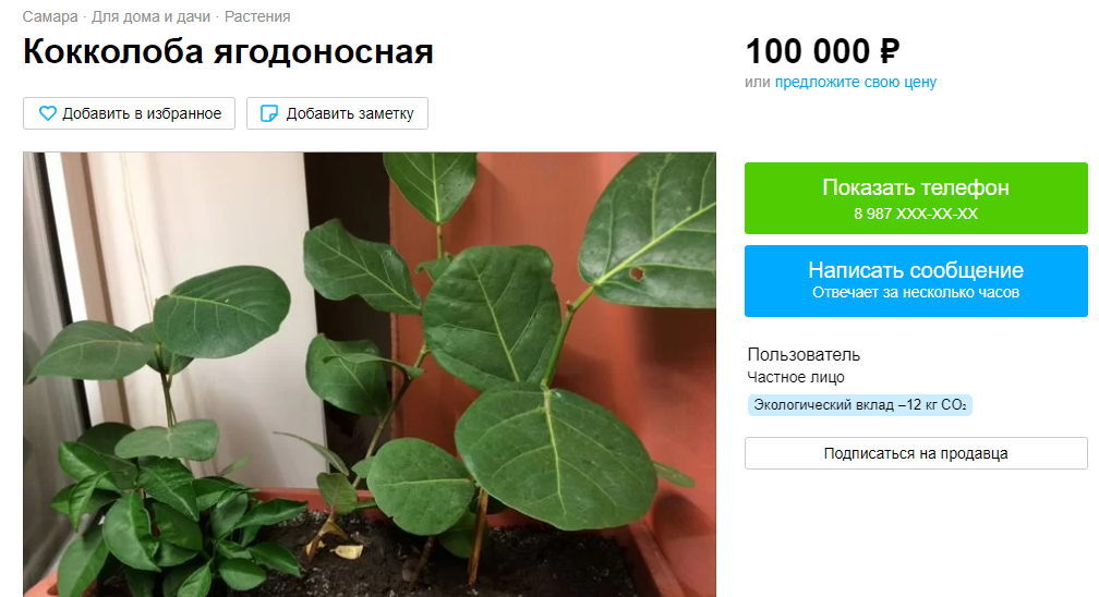 Фото Кокколобу ягодоносную продаёт житель Самары за 100 тысяч рублей 2