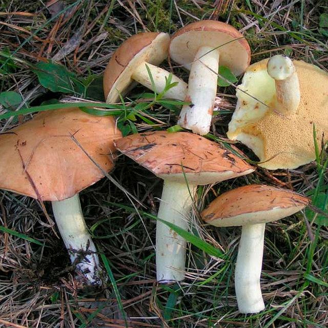 Фото Морозов не боятся: какие грибы можно собирать в лесу в сентябре 2022 4