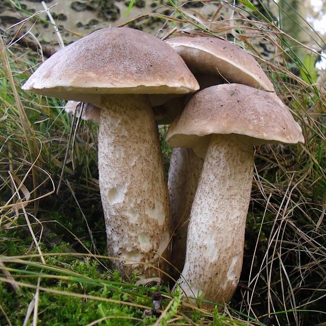 Фото Морозов не боятся: какие грибы можно собирать в лесу в сентябре 2022 2