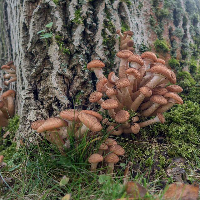 Фото Морозов не боятся: какие грибы можно собирать в лесу в сентябре 2022 5