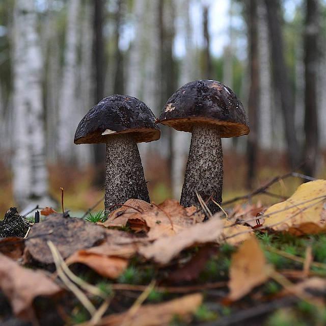 Фото Морозов не боятся: какие грибы можно собирать в лесу в сентябре 2022 3