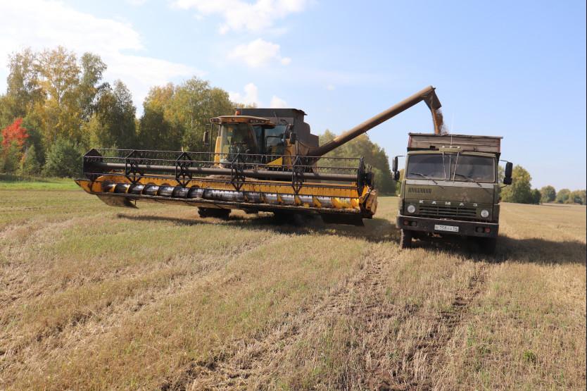 Фото Аграрии Новосибирской области планируют убрать зерновых на четверть выше потребностей региона 2