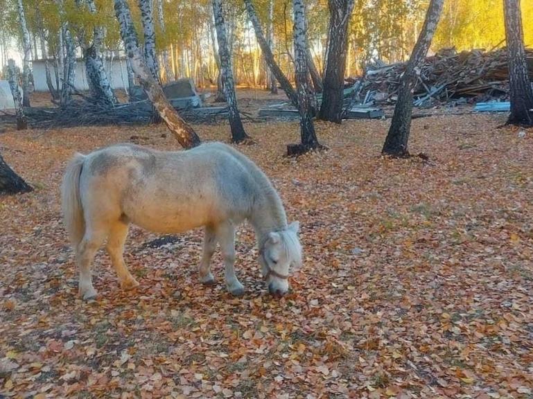 Фото В Новосибирск пришла золотая осень: 12 кадров красивого времени года 7