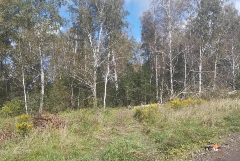 Фото Концерт AMCHI и падение дерева на опору ЛЭП: главные новости Новосибирской области за 1 сентября 3