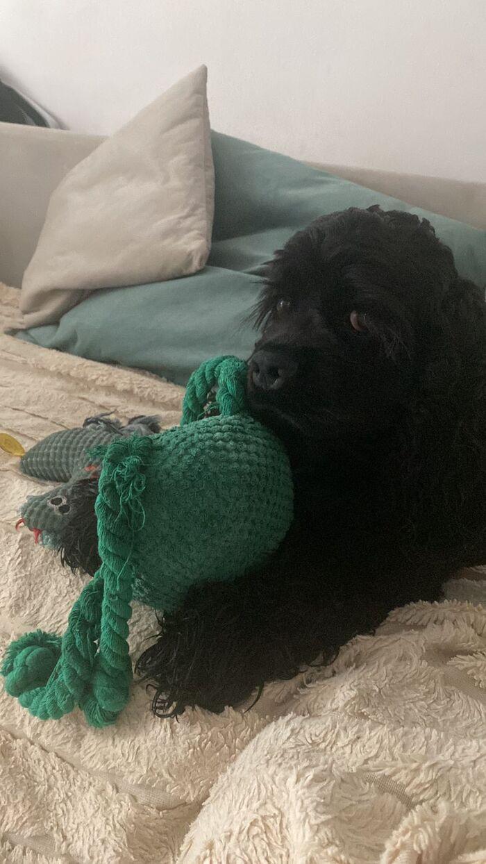 Фото Фото 10 самых красивых черных собак показали новосибирцы 7