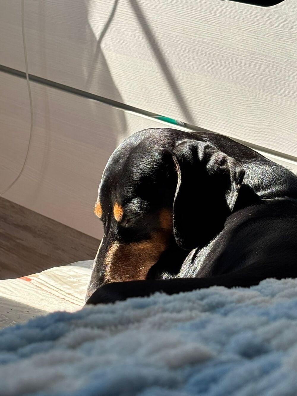 Фото Фото 10 самых красивых черных собак показали новосибирцы 3