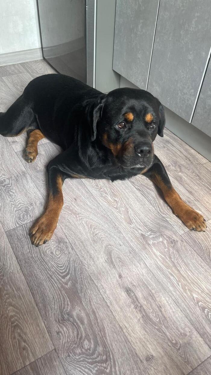 Фото Фото 10 самых красивых черных собак показали новосибирцы 9