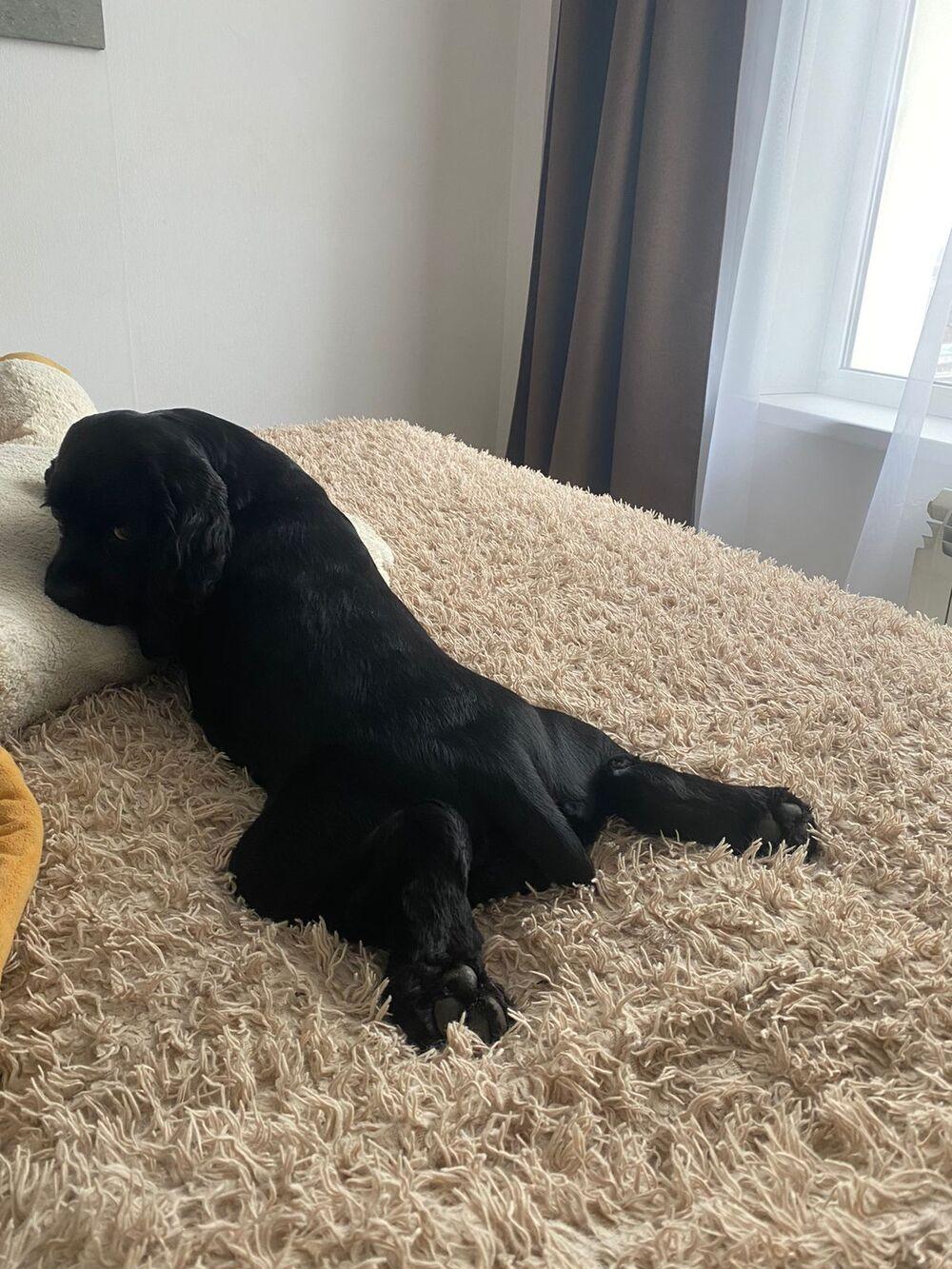 Фото Фото 10 самых красивых черных собак показали новосибирцы 6