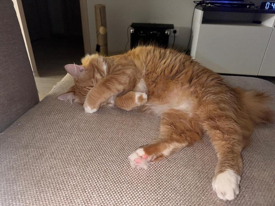 Фото Новосибирцы продемонстрировали своих питомцев в День рыжего кота 6 - Сиб.ФМ Фото Новосибирцы продемонстрировали своих питомцев в День рыжего кота 6