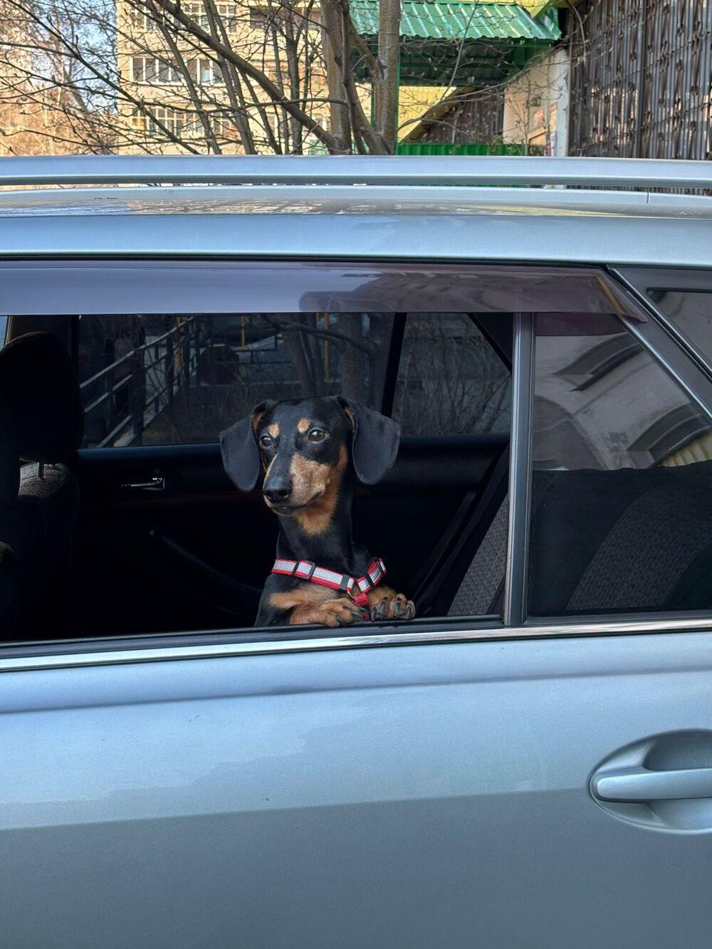 Фото Фото 10 самых красивых черных собак показали новосибирцы 2