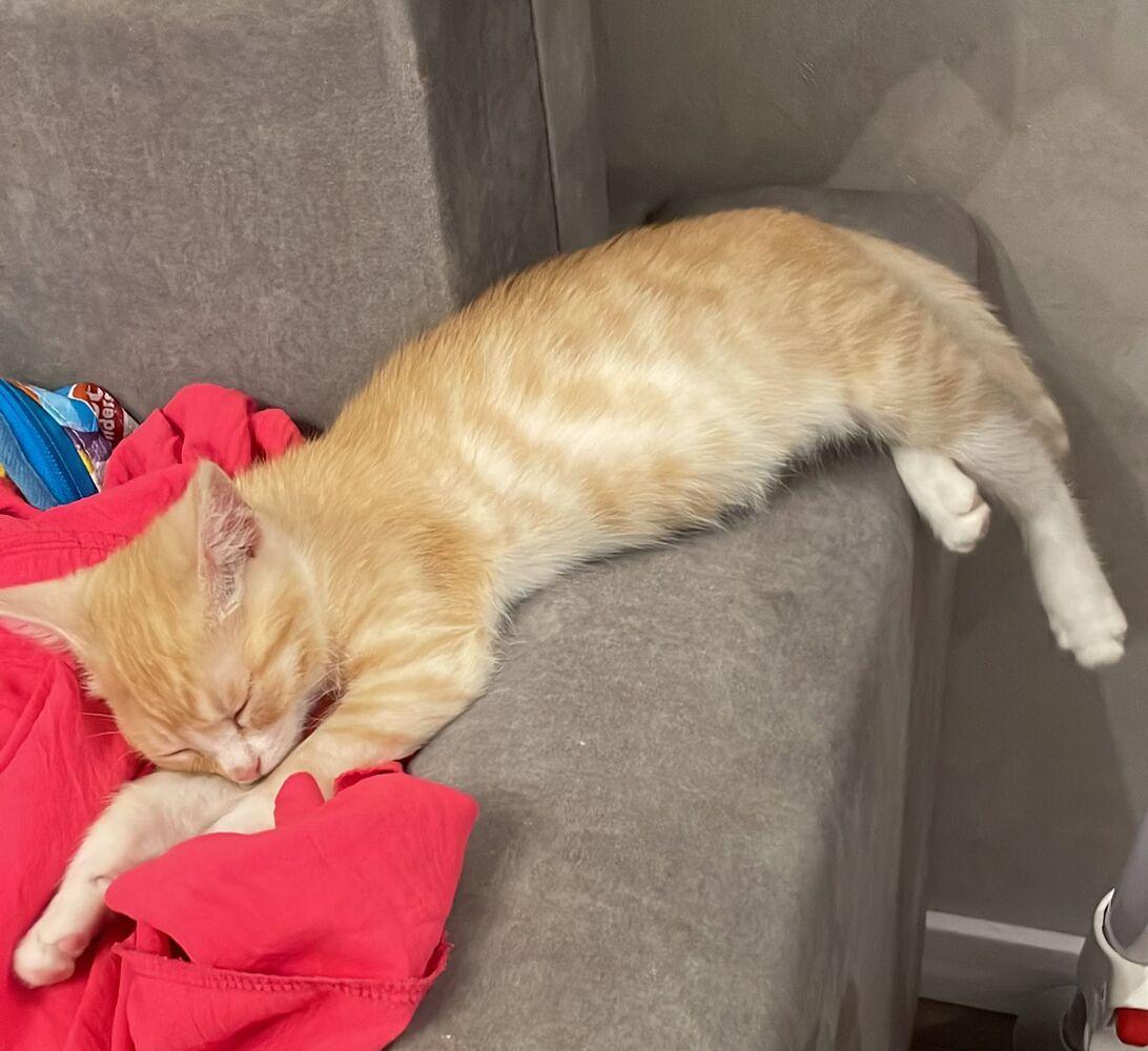 Фото Новосибирцы продемонстрировали своих питомцев в День рыжего кота 3 - Сиб.ФМ Фото Новосибирцы продемонстрировали своих питомцев в День рыжего кота 3