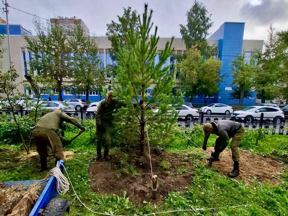 Фото Сибирскую ель и яблони планируют посадить в Центральном парке для создания живых изгородей у детской площадки и вдоль проезжей части 2 - Сиб.ФМ Фото Сибирскую ель и яблони планируют посадить в Центральном парке для создания живых изгородей у детской площадки и вдоль проезжей части 2