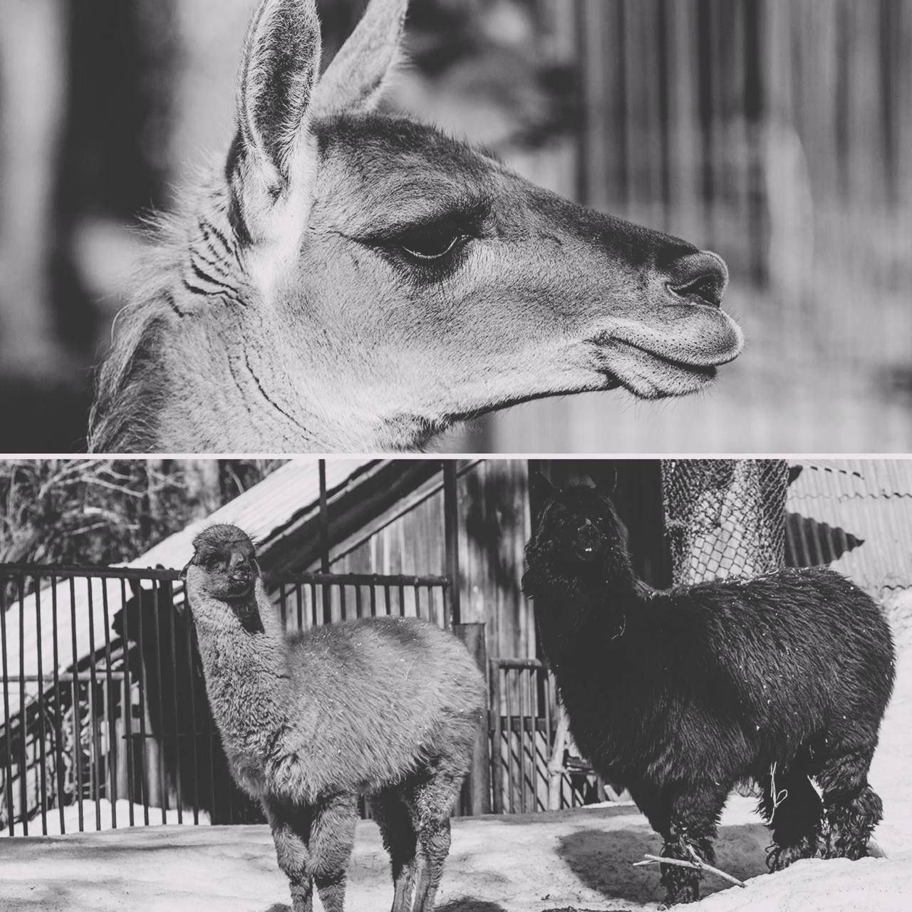 Фото Погибшие животные и огромное пламя: появились подробности пожара в Новосибирском зоопарке 3 - Сиб.ФМ Фото Погибшие животные и огромное пламя: появились подробности пожара в Новосибирском зоопарке 3