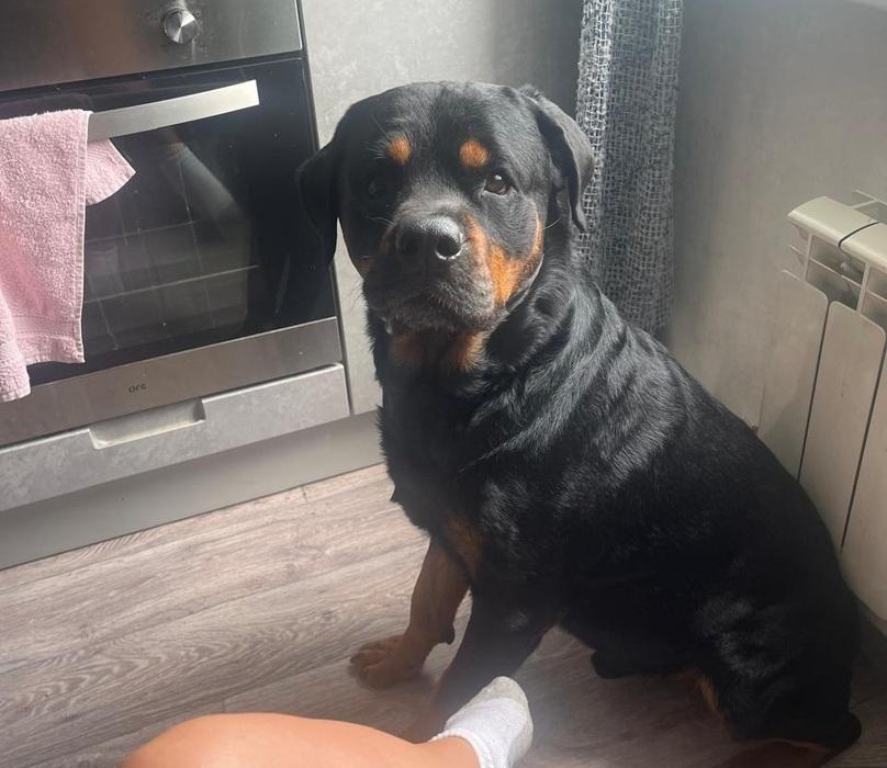 Фото Фото 10 самых красивых черных собак показали новосибирцы 10