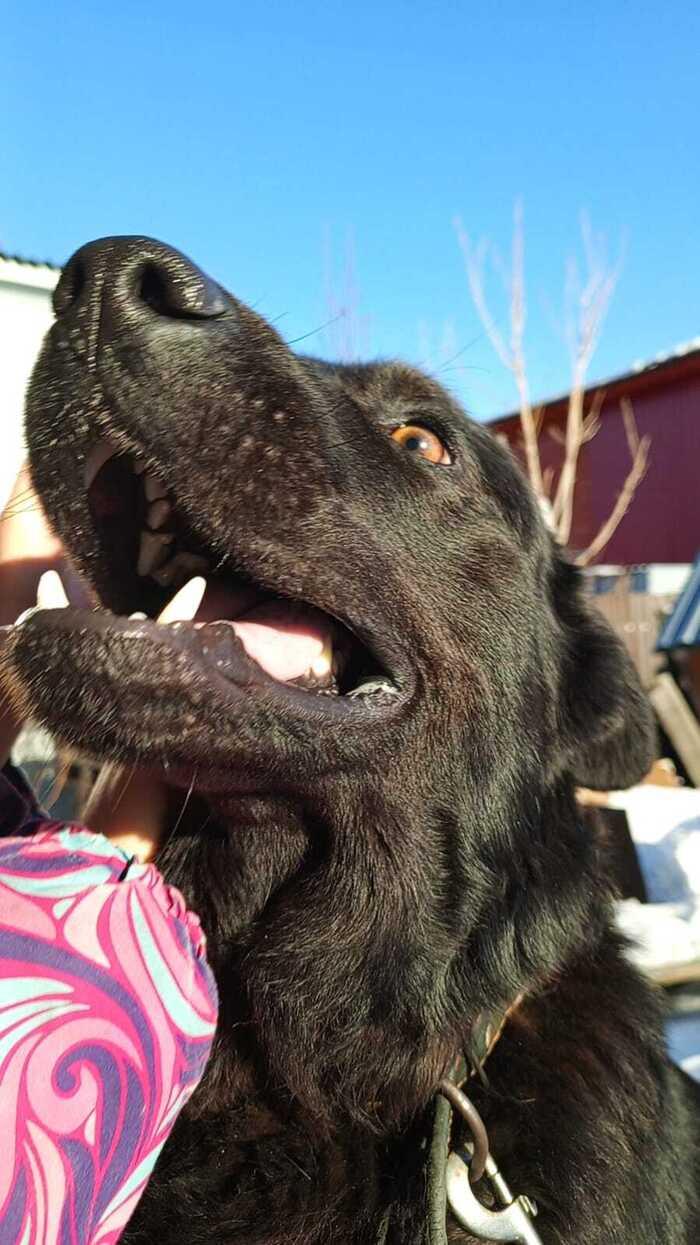 Фото Фото 10 самых красивых черных собак показали новосибирцы 8