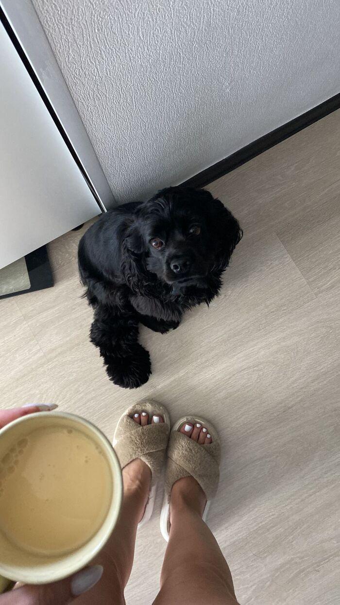 Фото Фото 10 самых красивых черных собак показали новосибирцы 5