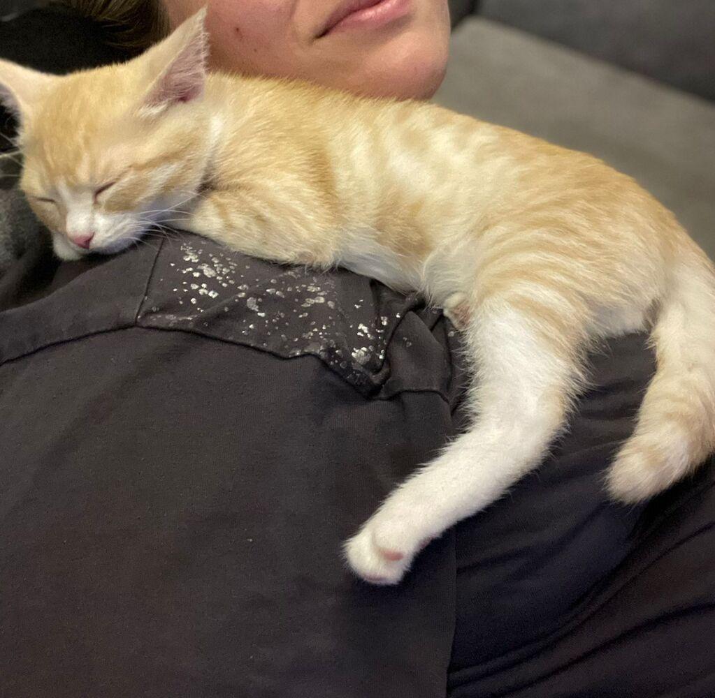 Фото Новосибирцы продемонстрировали своих питомцев в День рыжего кота 2 - Сиб.ФМ Фото Новосибирцы продемонстрировали своих питомцев в День рыжего кота 2